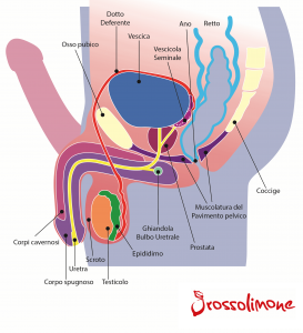 Immagine Anatomica Perineo e Anatomia maschile Maschile